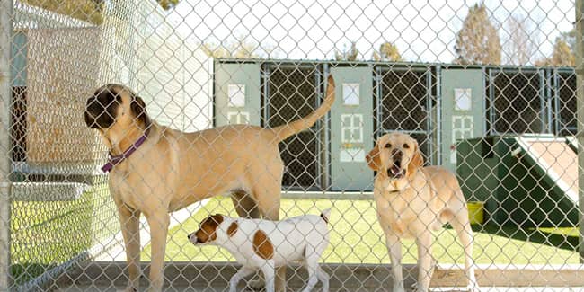 cercas-recintos-vallas-para-perros-min cercas-recintos-vallas-para-perros-min